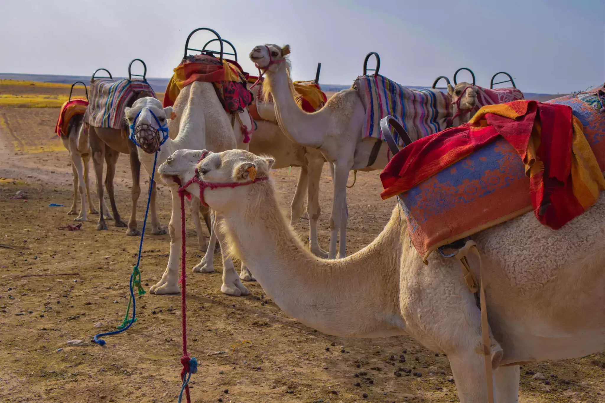 Camels in the Agafay Desert near Marrakech.