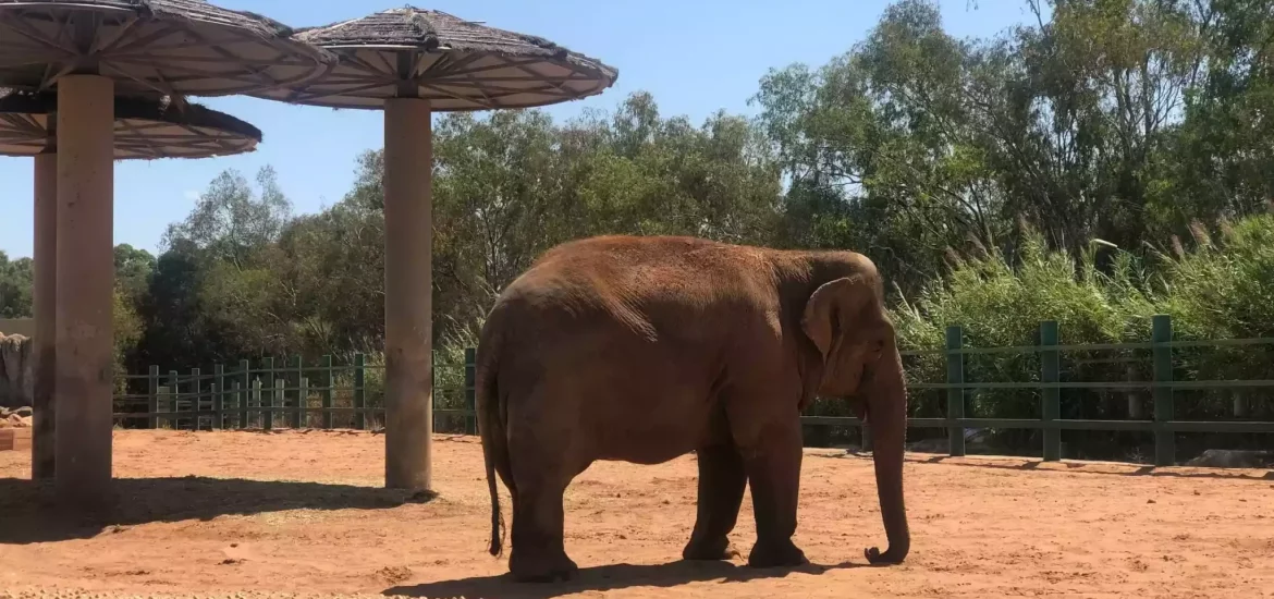 Elephant in the National Zoo of Rabat