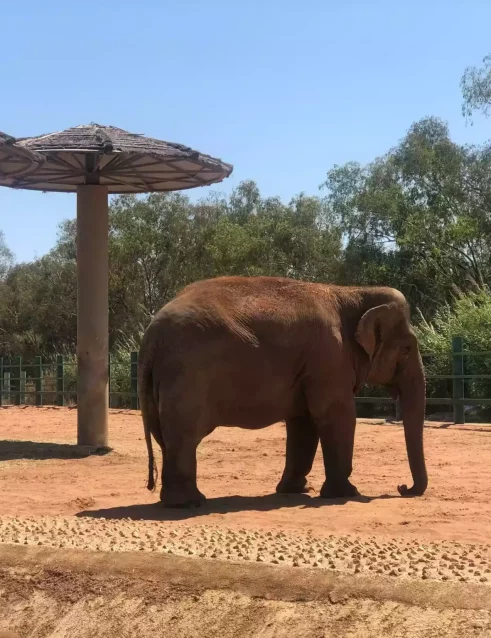 Elephant in the National Zoo of Rabat