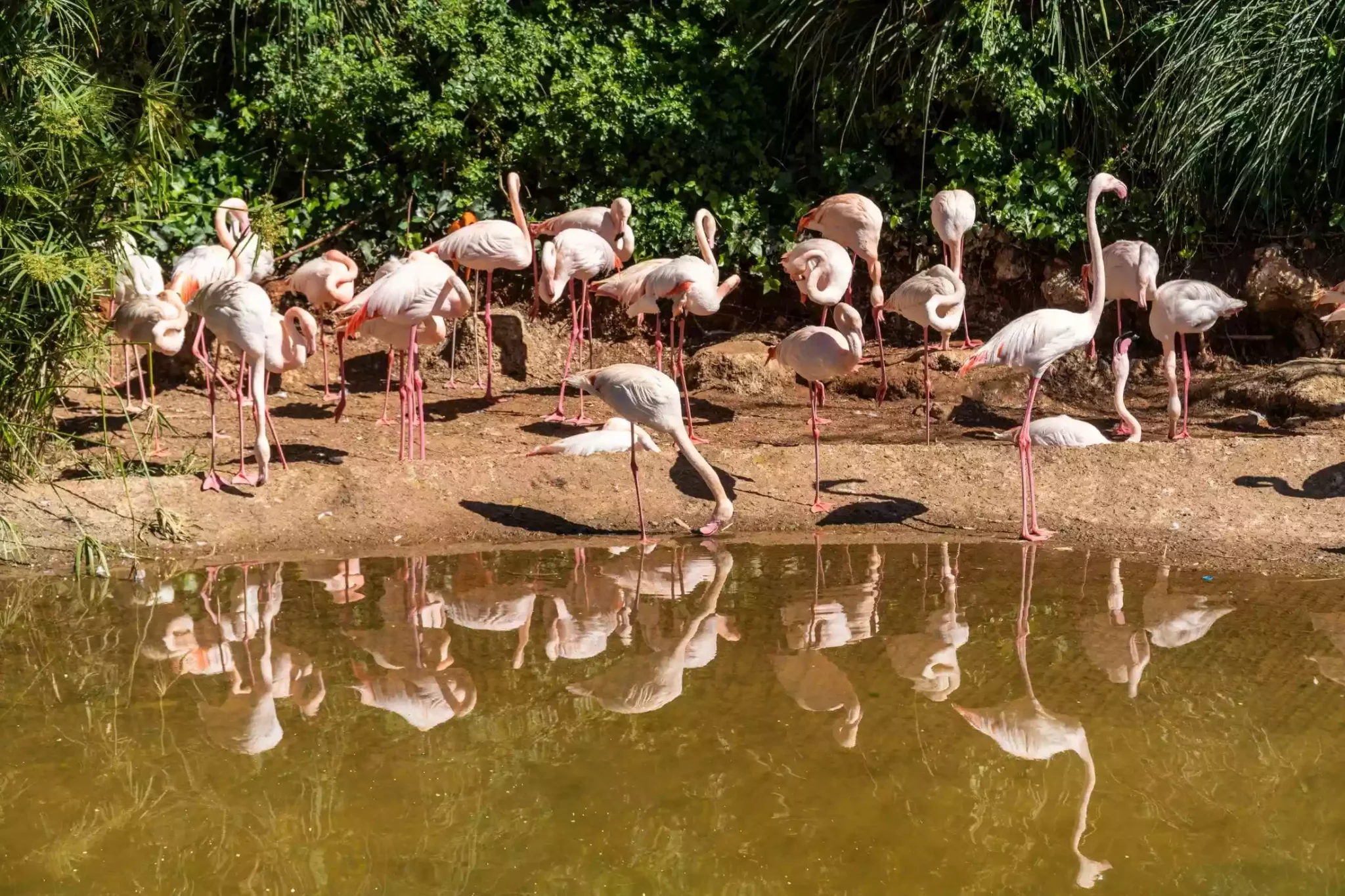 Rabat zoo flamingos
